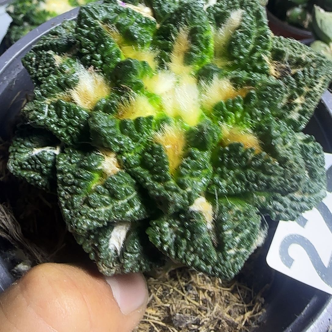 割尤龟甲225仙人球