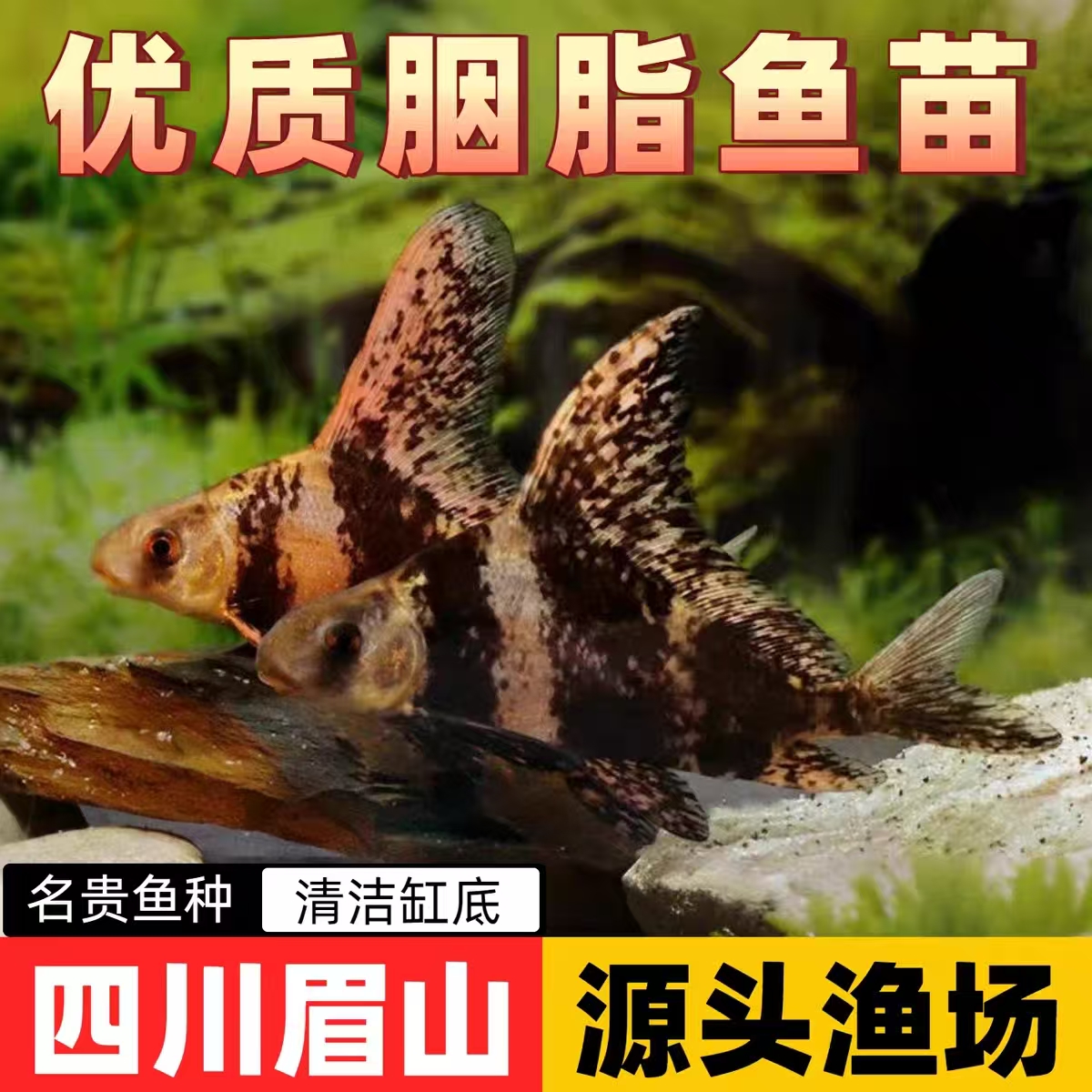 胭脂鱼 渔场直发 鲜活淡水鱼