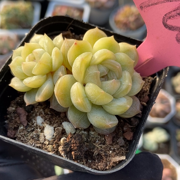 706白恋多肉植物保护