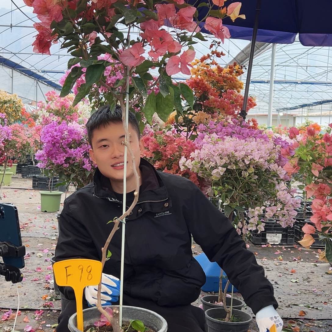 林***姐大部分花苞少量开放F98阿达纳