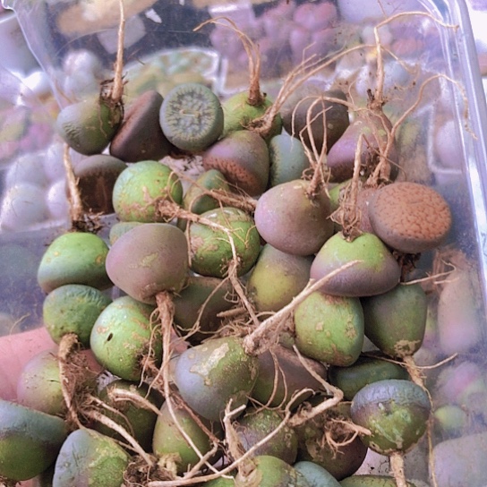 无花朵0690，50棵彩色日轮1.5-2厘米老皮微瑕有点干