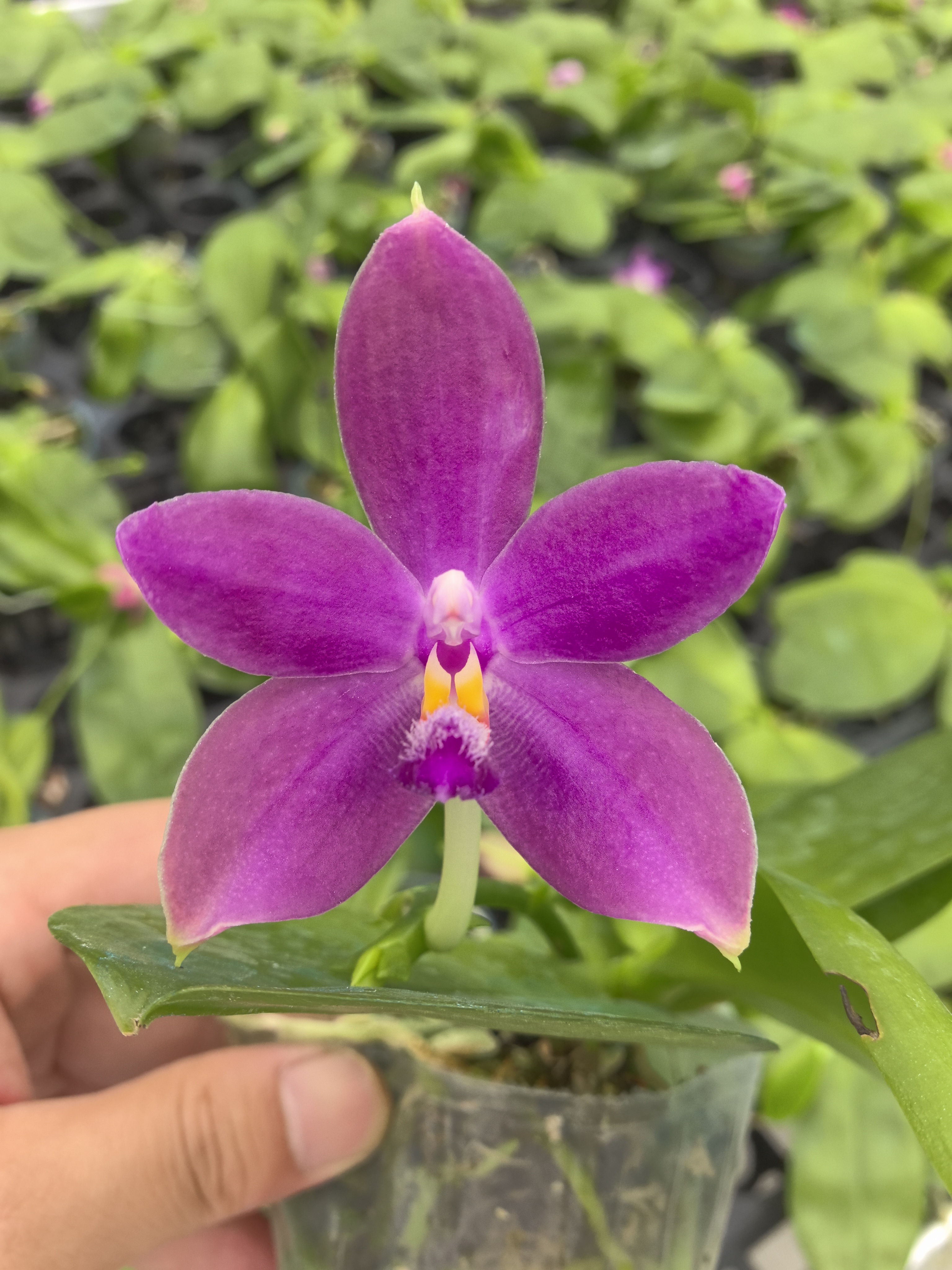 蝴蝶兰【珍妮佛】好养易活兰花室内室外花卉绿植花香续花浓香