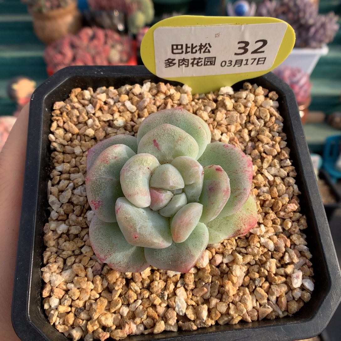 32冰玉石化多肉植物