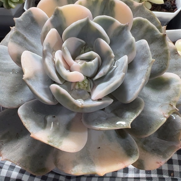 双子座锦多肉植物