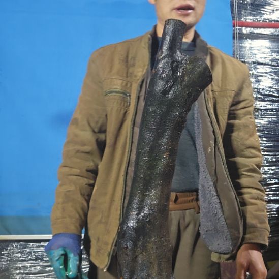 均***哥当前无花朵，栽培后可花朵山里人家金弹子