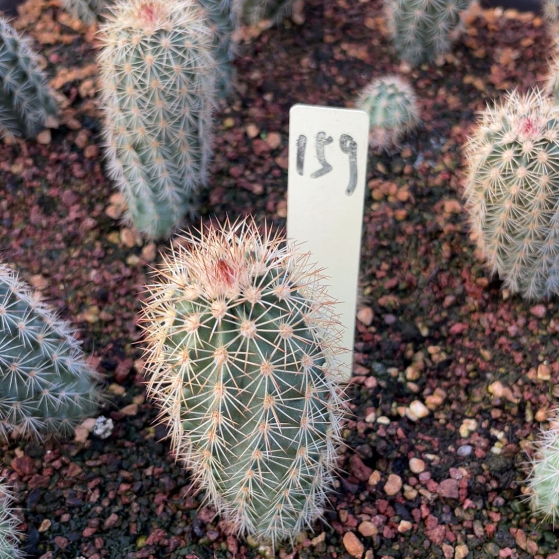 鹿角柱属正红御旗纯159 