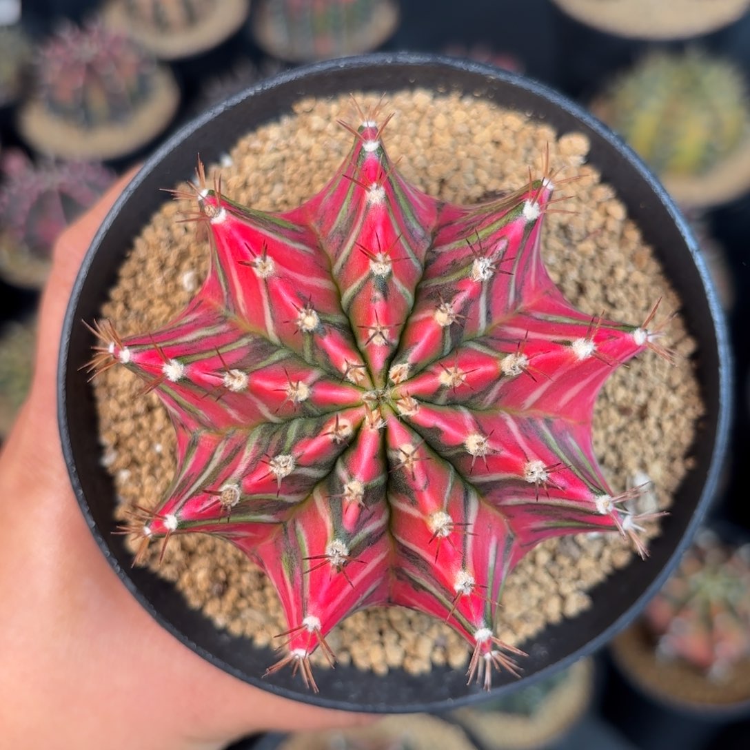 泰系米哈实生仙人球120