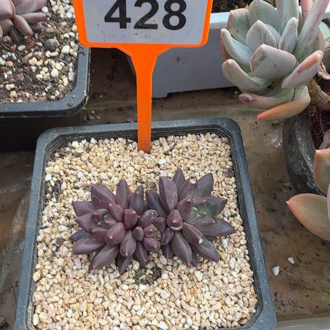 l***.多肉植物漂亮多肉428