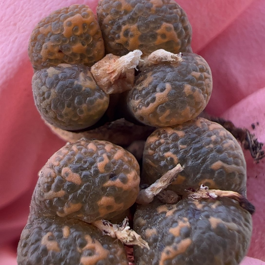 818 好看的多肉冲冲冲q