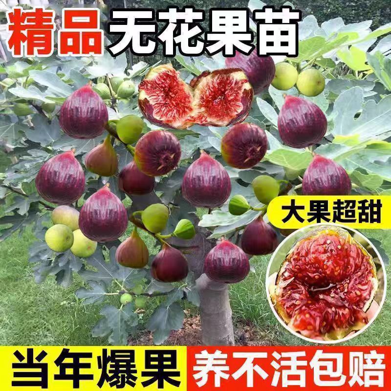 无花果苗波姬红青皮盆栽地栽阳台庭院耐寒四季种植当年结果