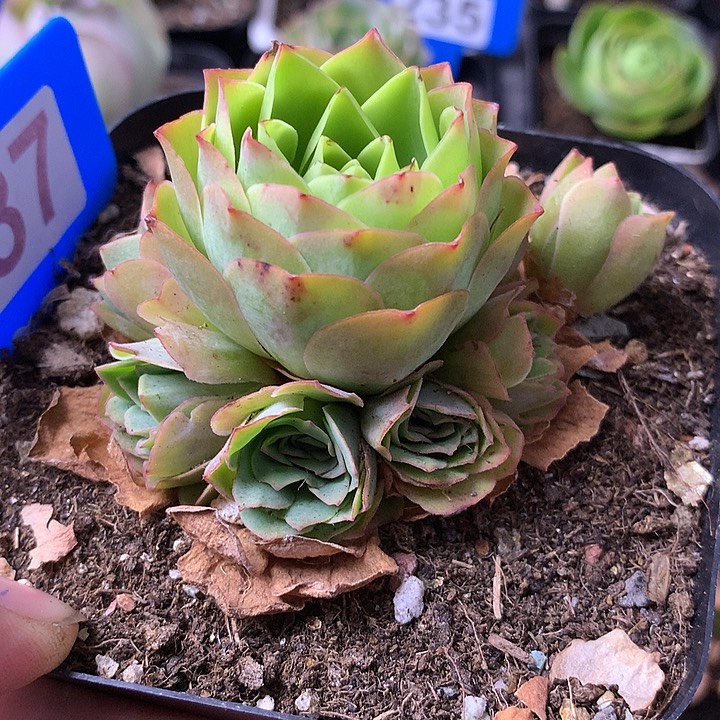 蓝***熙一物一拍12月会员追光者187
