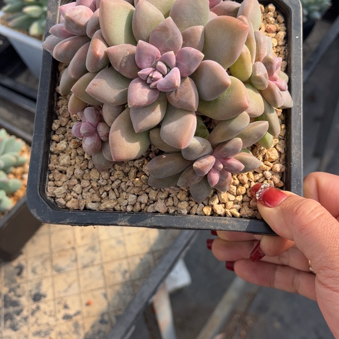 丽莎花园脱土发货，