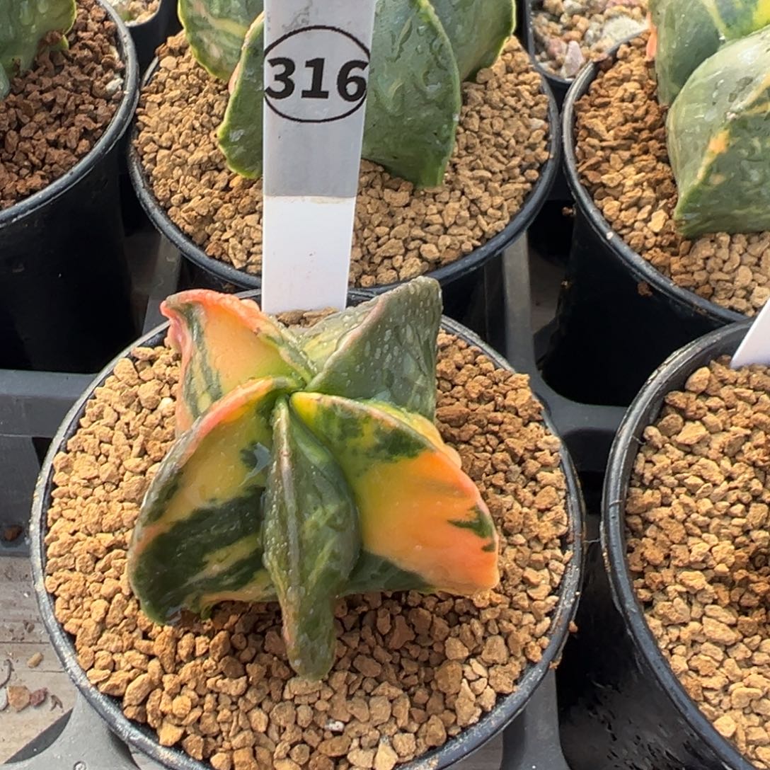 鸾凤玉锦多肉植物带盆土316