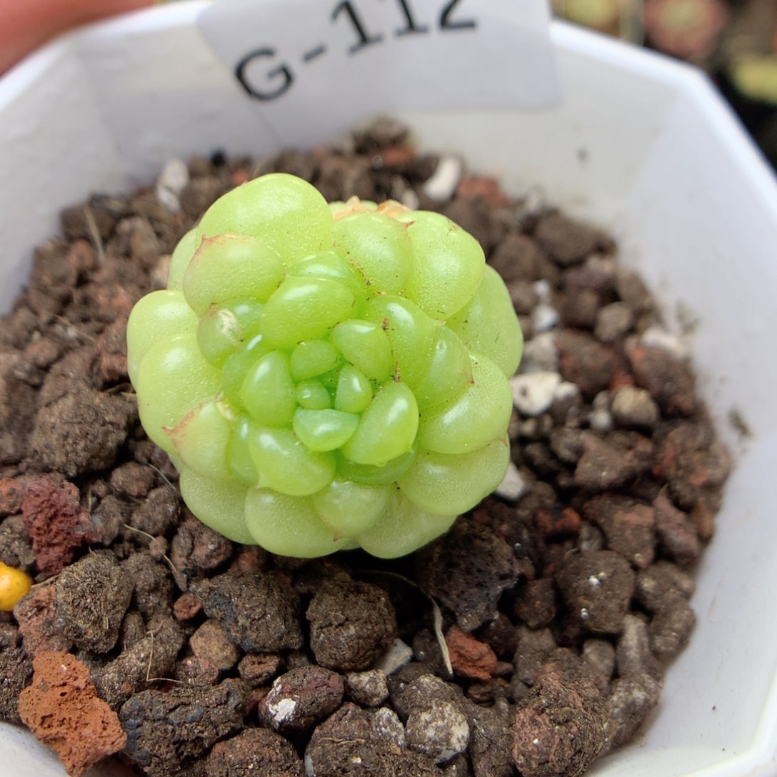 G112 ，20包邮两天凑单偏远地区不发货