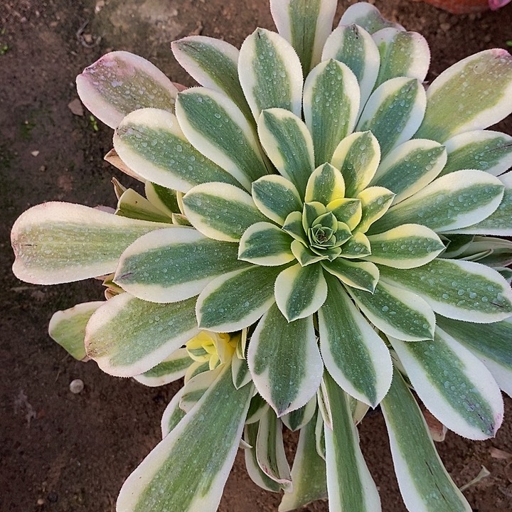 绿豆沙法师手捧11