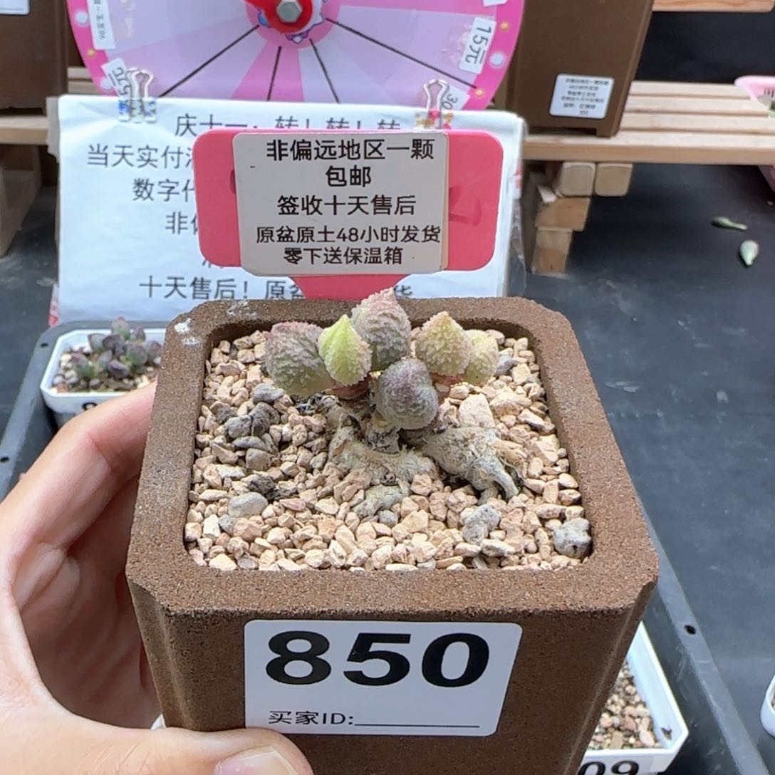 陈*淇850实生多肉植物