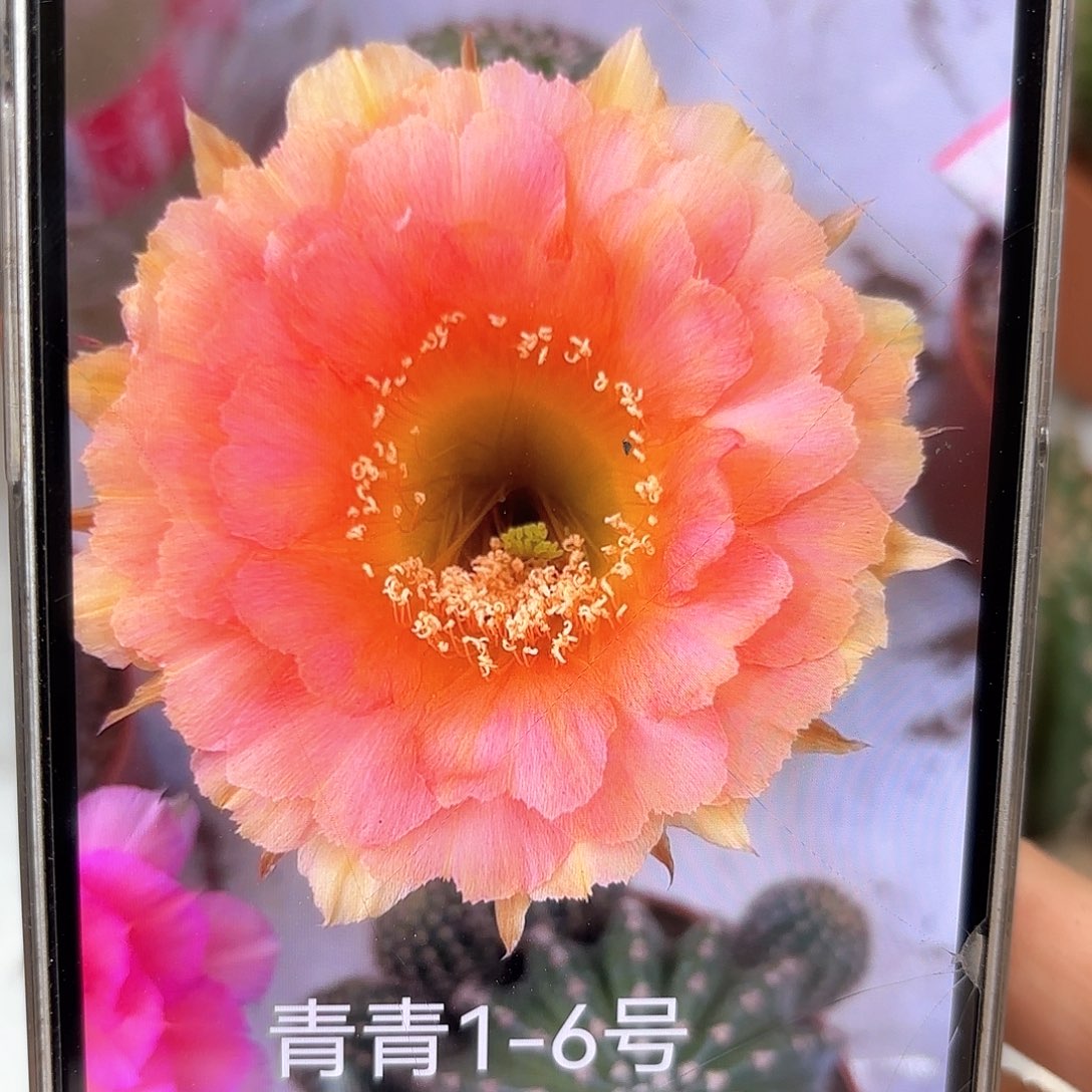 彩草1-6号6.5公分左右