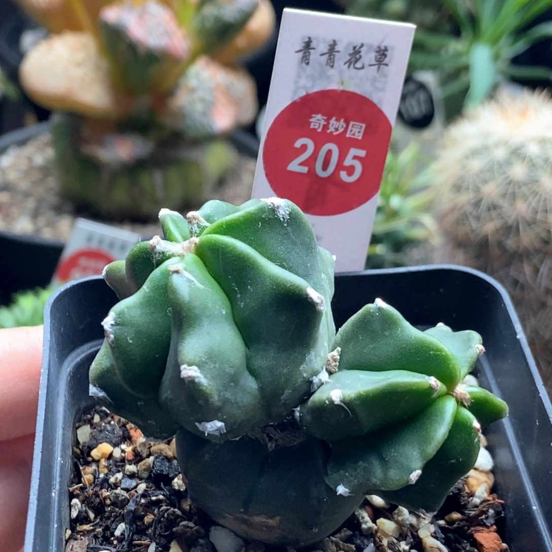 鸾凤玉群一颗仙人球