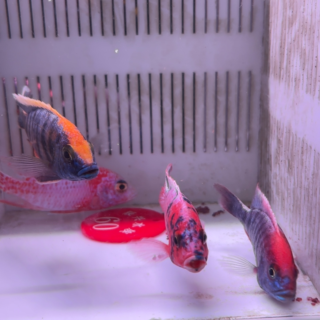 慈鲷鱼直播60号包邮4