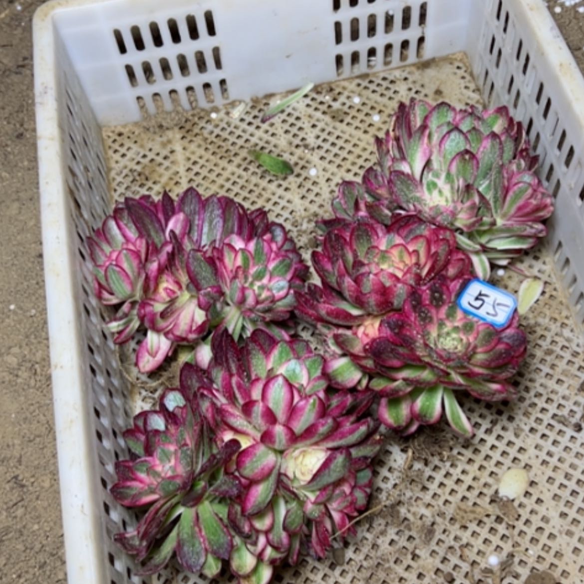 【闪购商品】多肉植物组合55