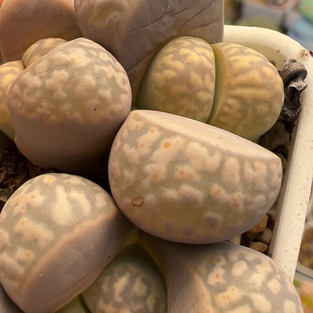 852多肉植物组合