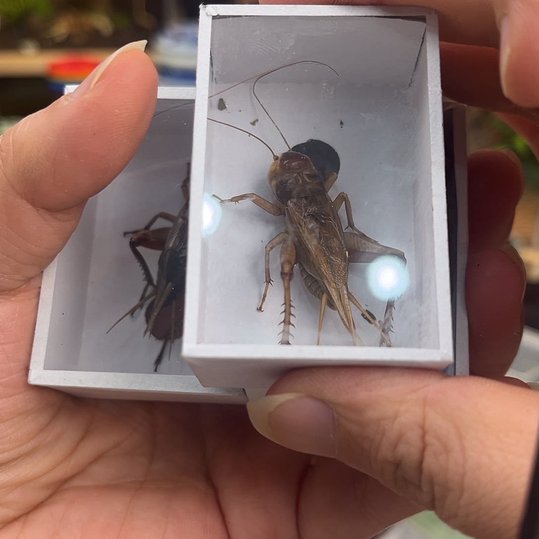 *****2北京虫1冰糖哈哈哈哈