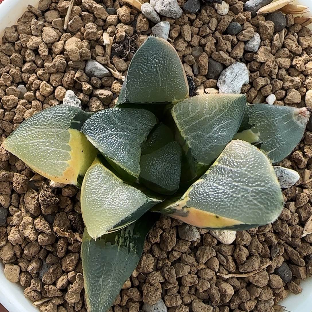 162号克锦一物一拍带盆土