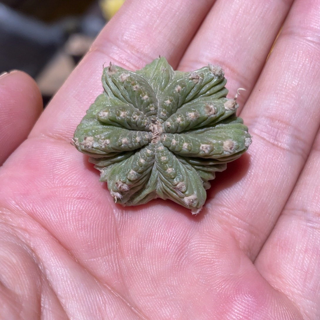 全部花朵自根 三星堆  大玉老花笼