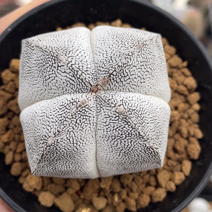 四角恩冢        实生根