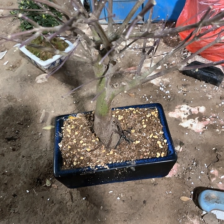 红陶可*紫青姬38806658458