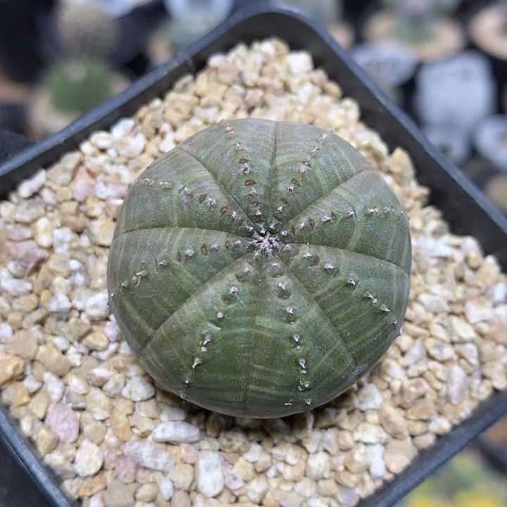 实生欧系布纹球53号3.6cm