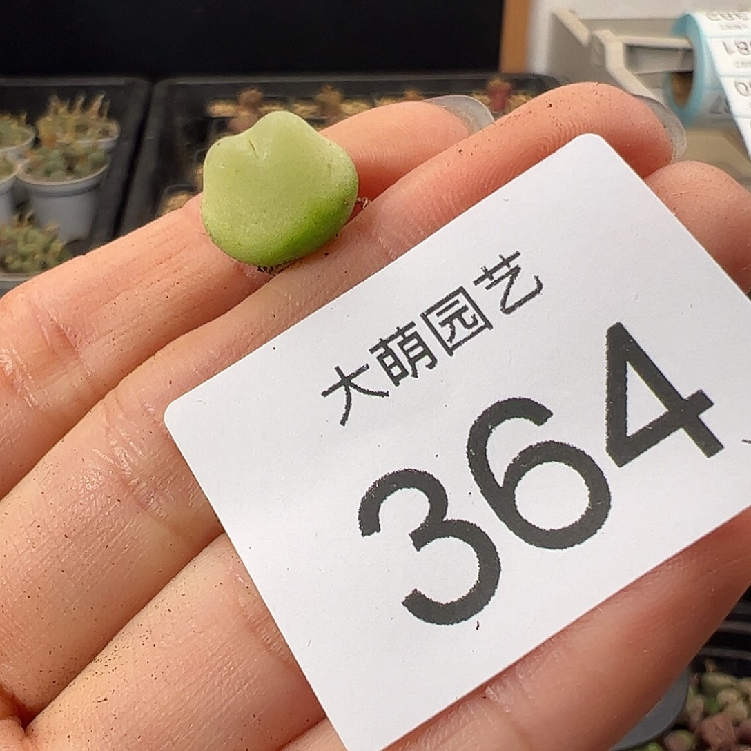 一物一拍           微瑕364