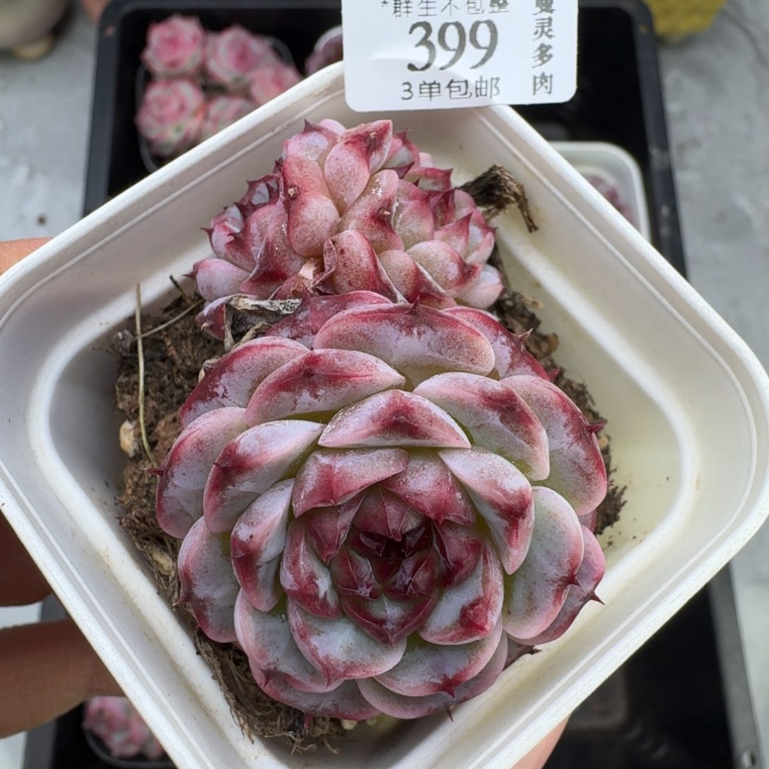 吹****是外婆娜可涂抹在