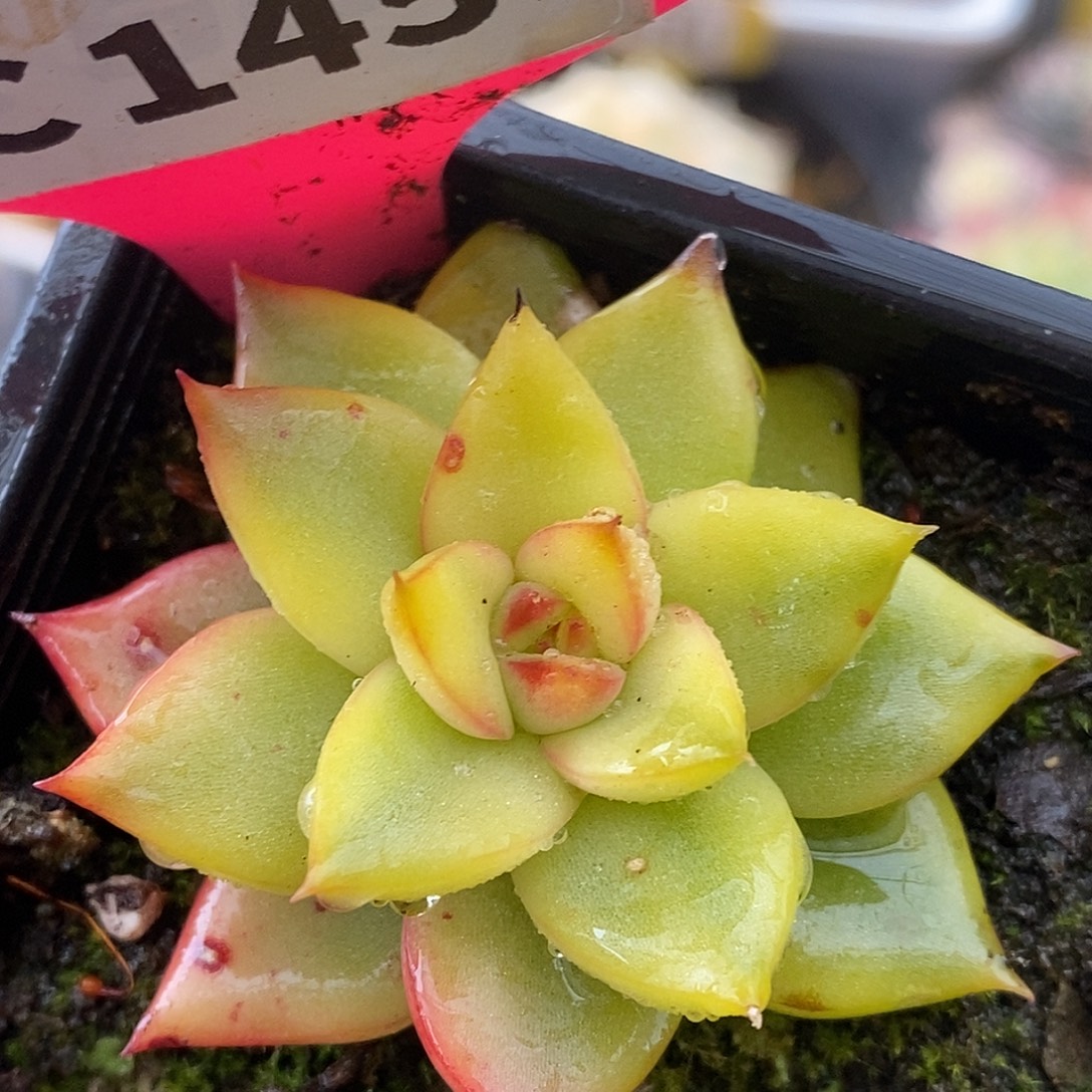 145东云杂哈哈哈哈哈哈哈