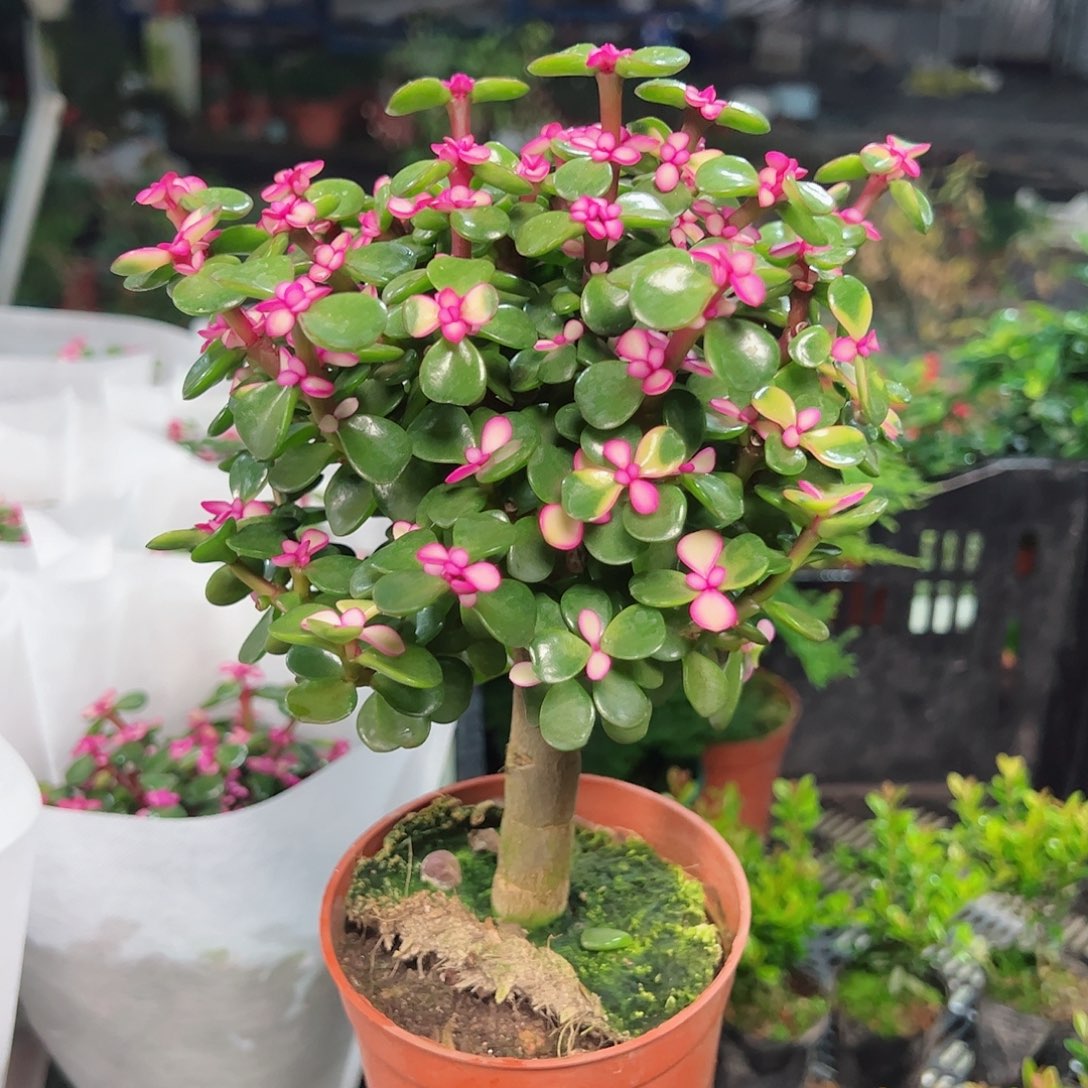 1金枝玉叶盆栽植物006