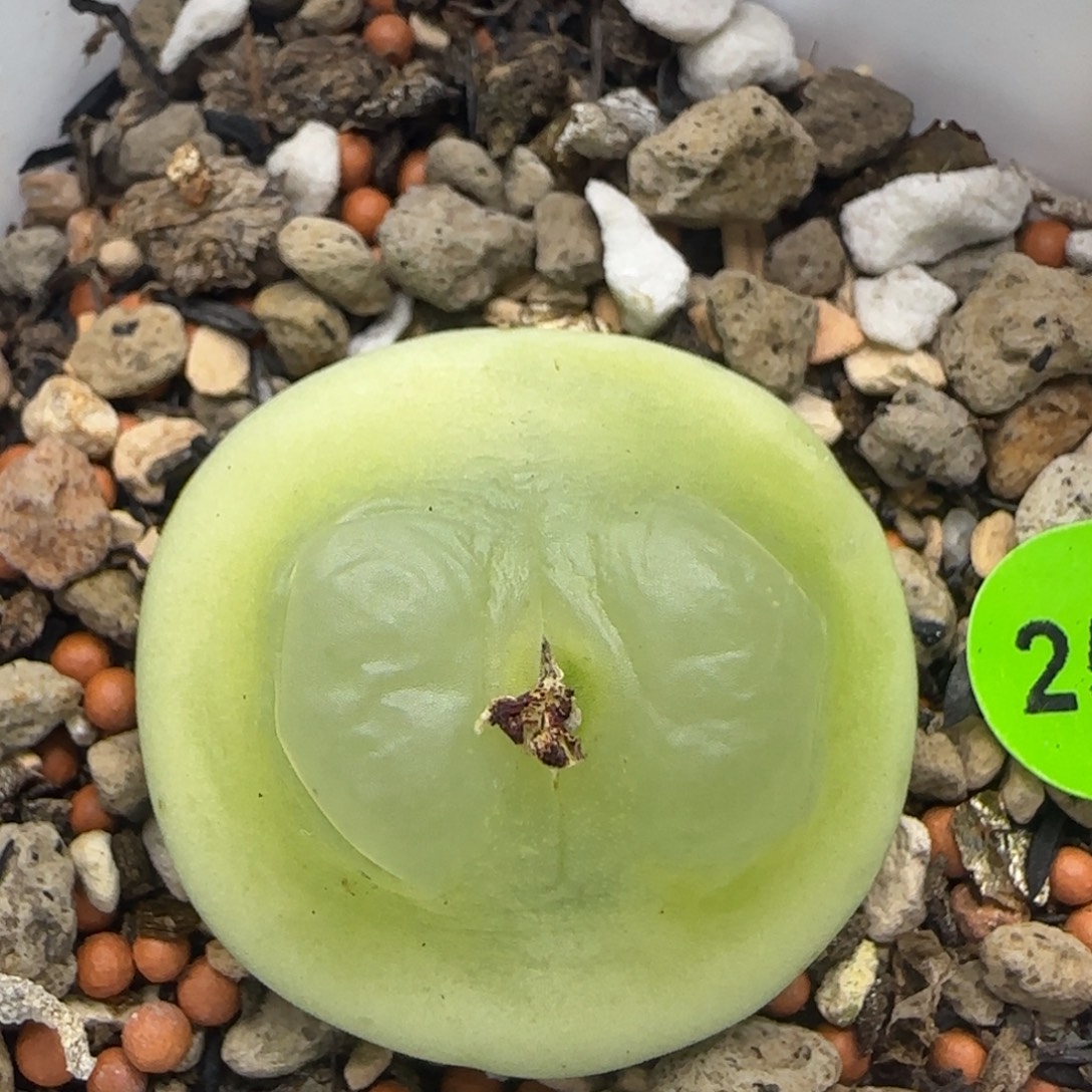 拉登2.8+点多肉植物256