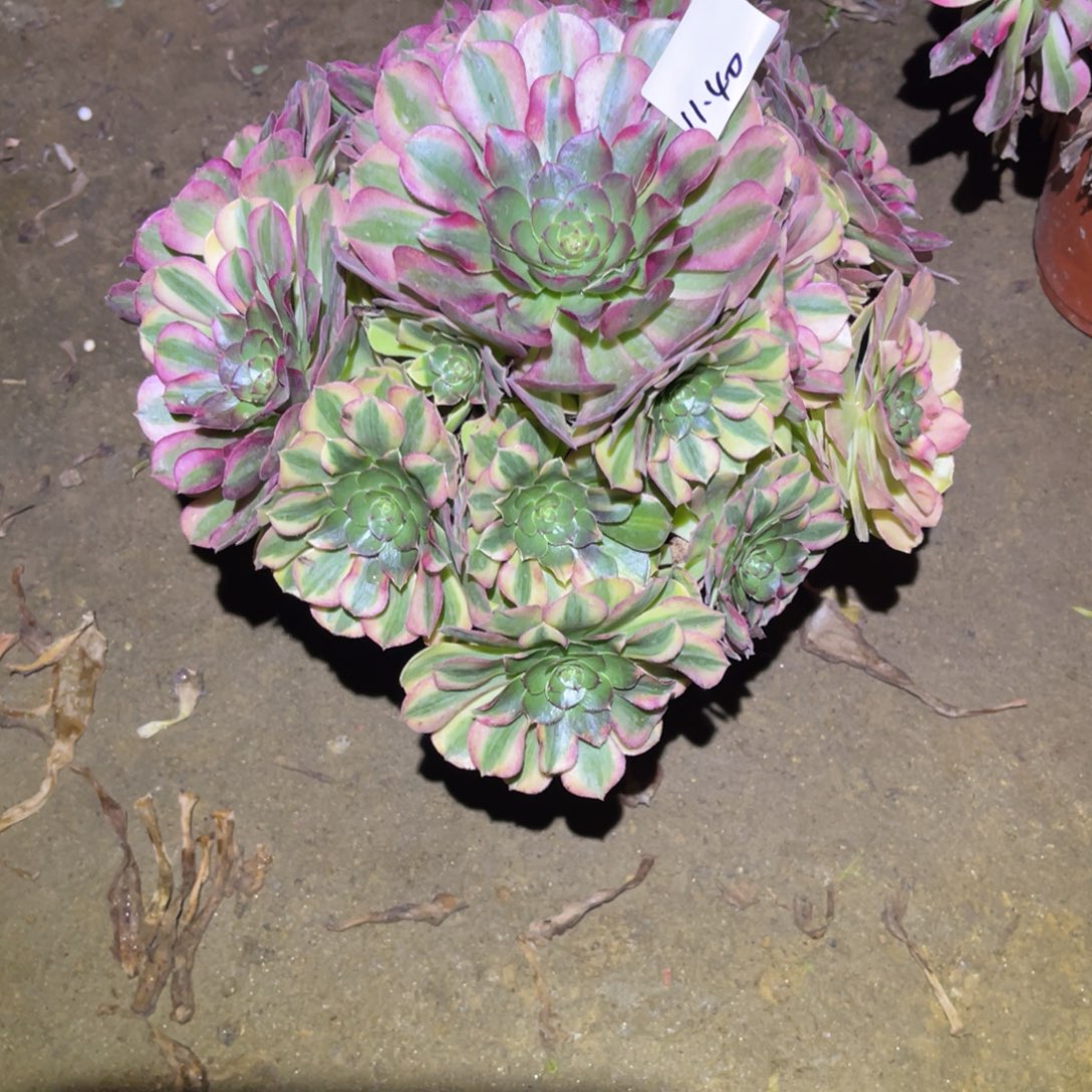 12-11-40雨荷法师锦