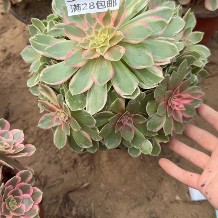 5648二号棚万花筒A