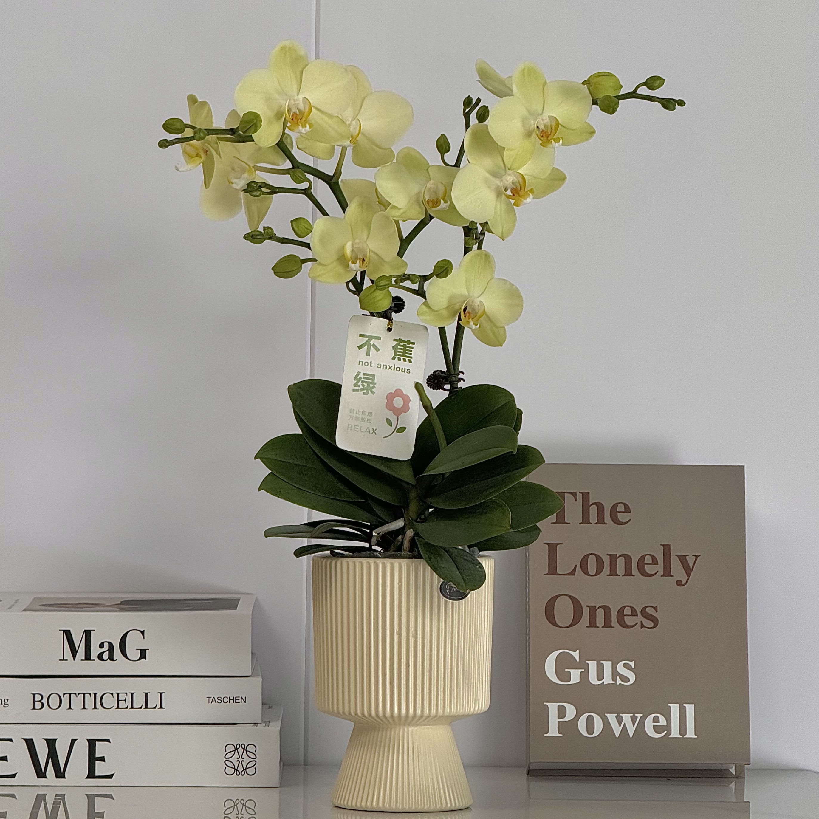 蝴蝶兰《卡莉》淡绿色清新爆款花 基地直发客厅绿色美观带花带苞2-4