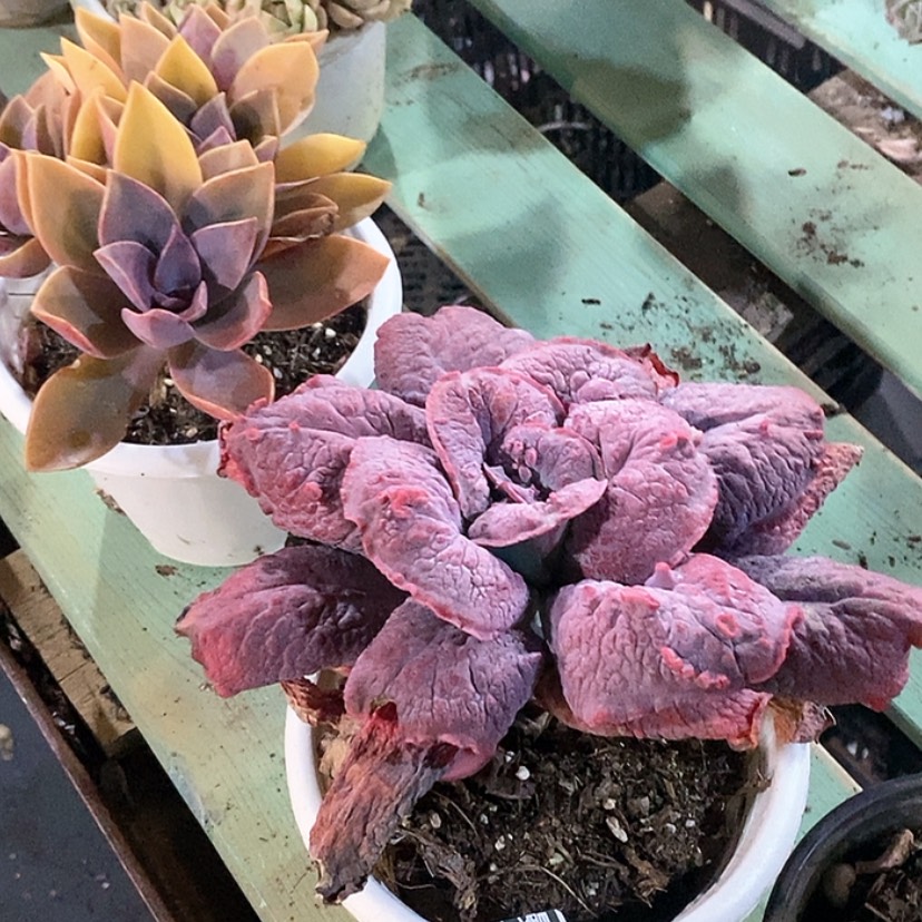 【闪购商品】狂野男爵15191