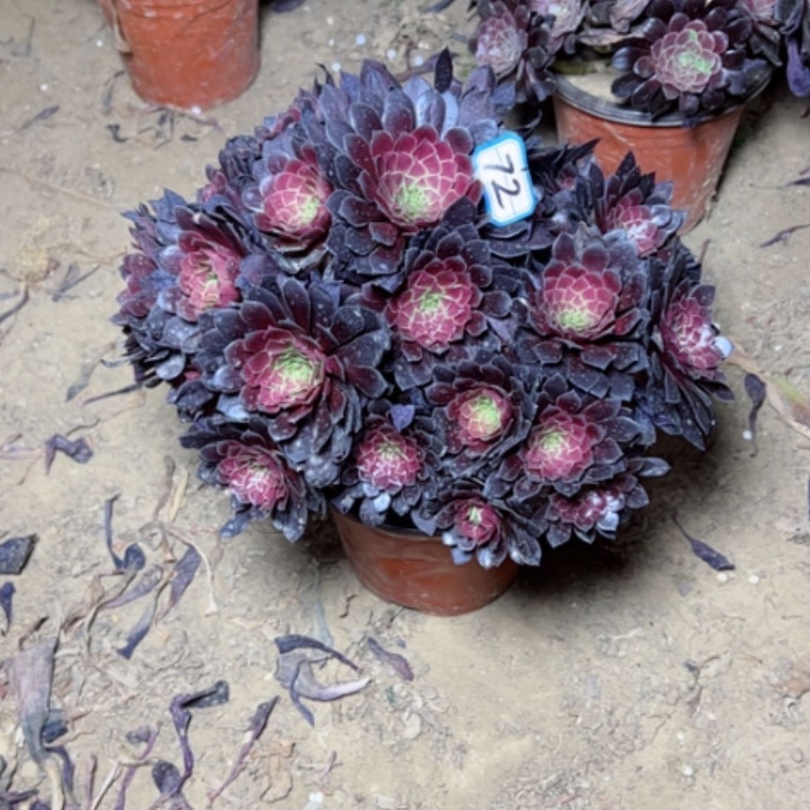 【闪购商品】多肉植物黑铜壶72