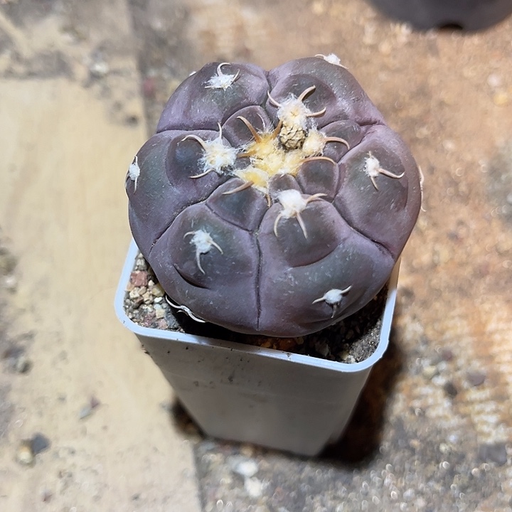 无花朵实生紫色铅皮仙人球一物一拍