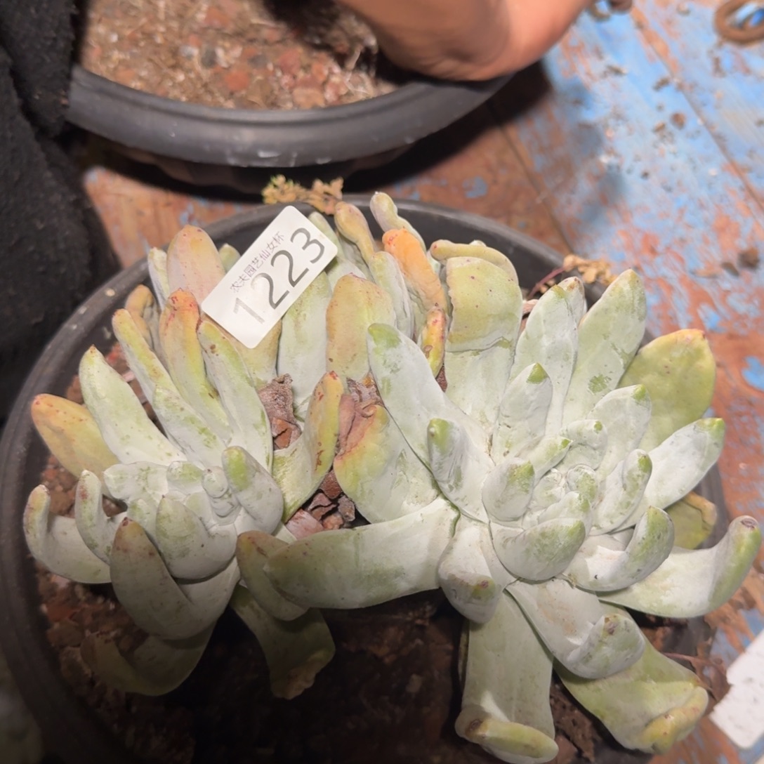 平叶拇指帕奇飞徒仙女杯多肉福利