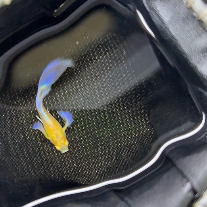 孔雀鱼紫白飞船一对