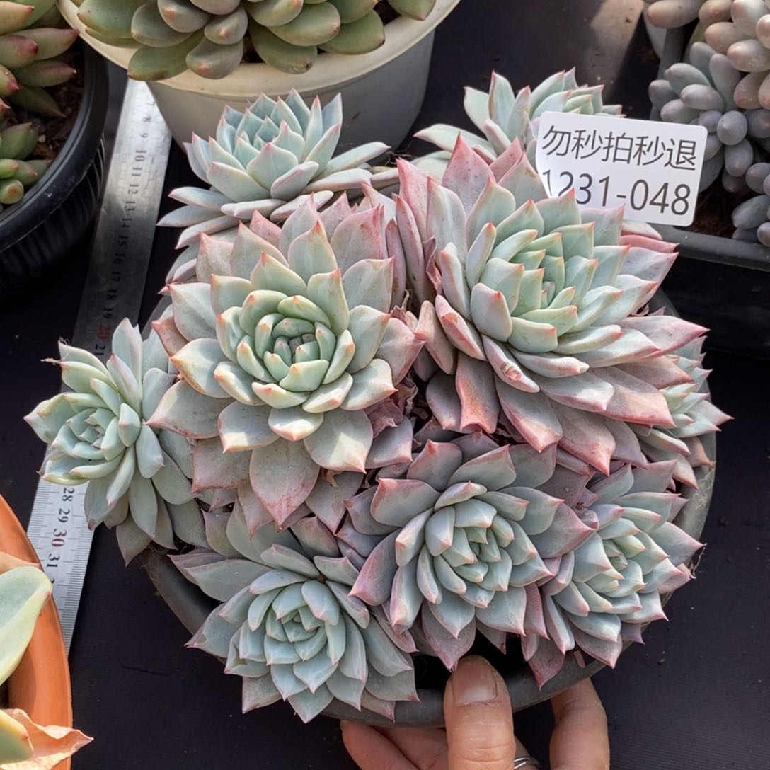 两单包邮1231-48粉蓝鸟