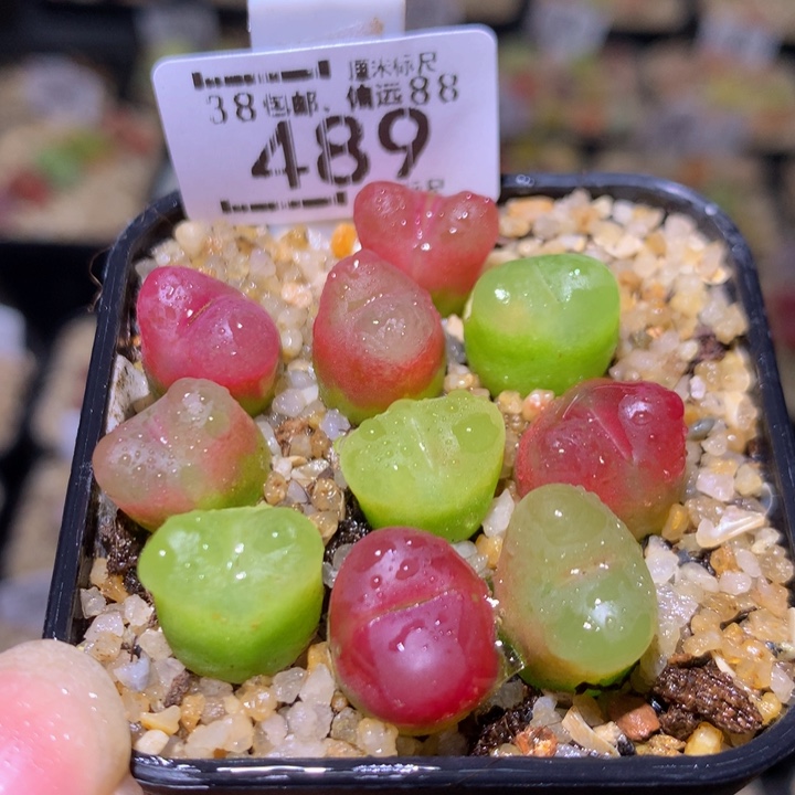 绝绝子生石花489