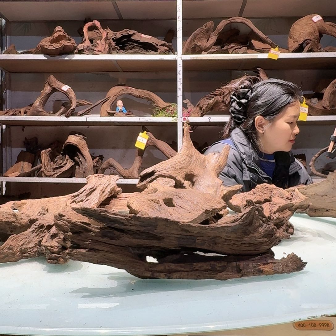 倍诸沉木不包损必褪色椿****号6590紫柚树皮