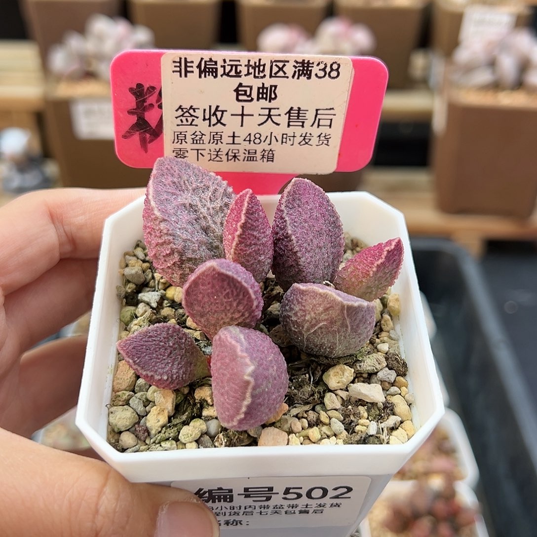 502哈默猪肝多肉