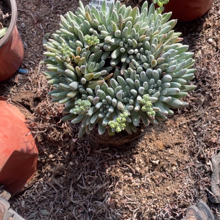 简*630号雪花多肉植物