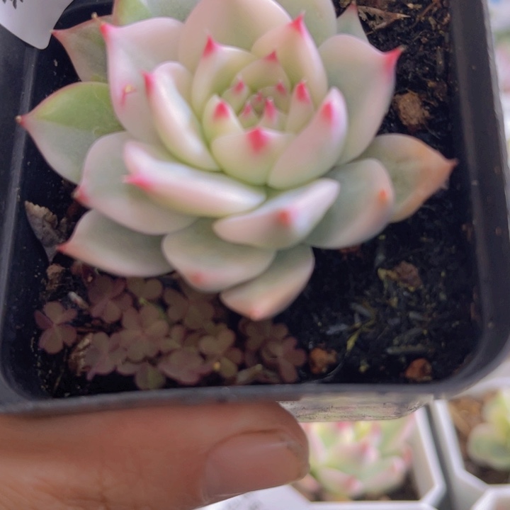 吉娃娃锦多肉植物713